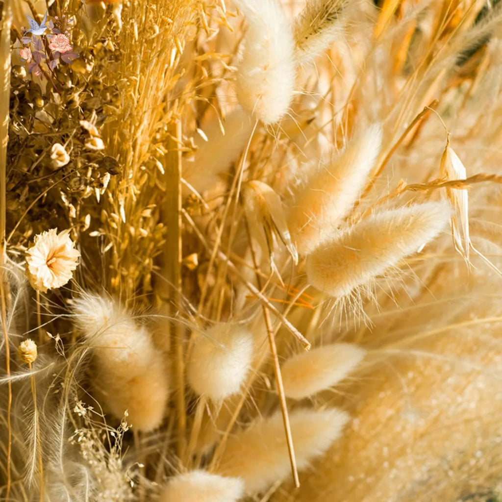 50Pcs Fluffy Bunny Rabbit Tail Grass Dried Flowers Bouquet Wedding Christmas Decor Natural Pampas Boho Home Autumn Decoration