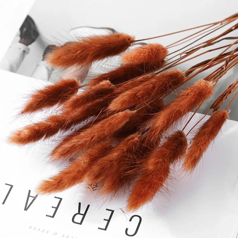 50Pcs Fluffy Bunny Rabbit Tail Grass Dried Flowers Bouquet Wedding Christmas Decor Natural Pampas Boho Home Autumn Decoration