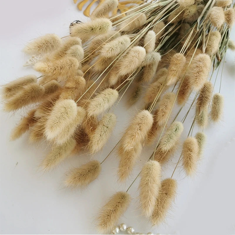 50Pcs Fluffy Bunny Rabbit Tail Grass Dried Flowers Bouquet Wedding Christmas Decor Natural Pampas Boho Home Autumn Decoration